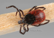 Ixodes pacificus