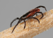 Ixodes pacificus