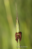 Dermacentor variabilis