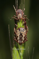 Dermacentor variabilis