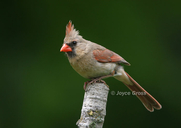 Cardinalis cardinalis