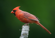 Cardinalis cardinalis