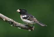 Pheucticus ludovicianus