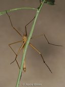 Apterobittacus apterus