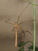 Apterobittacus apterus