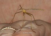 Apterobittacus apterus