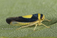 Colladonus clitellarius