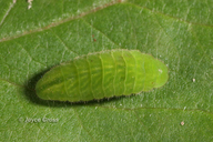 Satyrium liparops