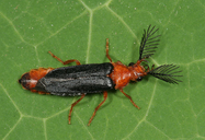 Zarhipis integripennis