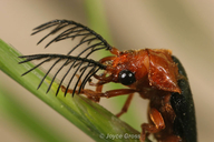 Zarhipis integripennis