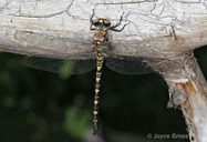 Tanypteryx hageni