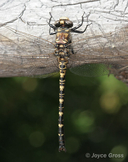 Tanypteryx hageni