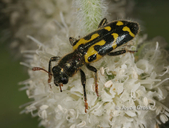 Trichodes ornatus