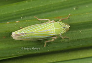 Draeculacephala crassicornis