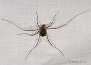 Opiliones