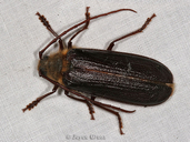 Tragosoma harrisii