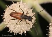 Anastrangalia sanguinea