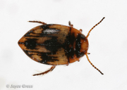 Dytiscidae