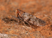 Synecdoche nemoralis