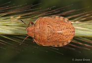 Scutelleridae
