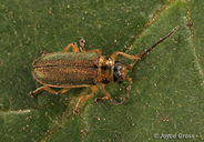Trirhabda sp.