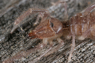 Solifugae