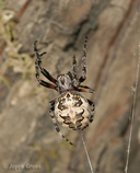 Larinioides sp.