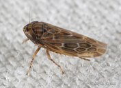 Deltocephalus fuscinervosus