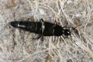 Acylophorus sp.