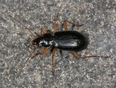 Nebria sp.