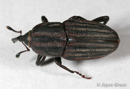 Sphenophorus sp.