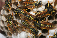 Polistes dominula