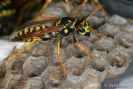 Polistes dominula