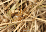 Latrodectus hesperus