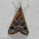 Pyrausta nexalis