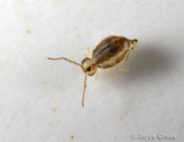 Bourletiella christianseni