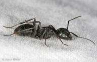Camponotus sp.