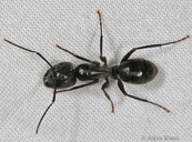 Camponotus sp.