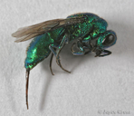 Chrysididae