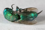 Chrysididae