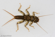 Calineuria californica