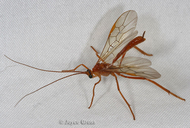 Ichneumonidae