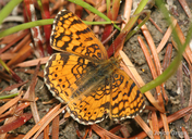 Phyciodes mylitta