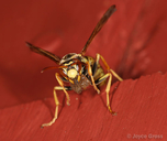 Polistes aurifer