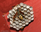 Polistes aurifer
