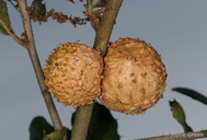 Amphibolips quercuspomiformis