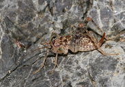 Pristoceuthophilus sp.