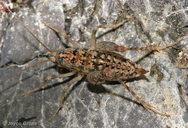 Pristoceuthophilus sp.