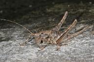 Tettigoniidae