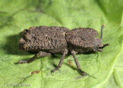 Phloeodes plicatus